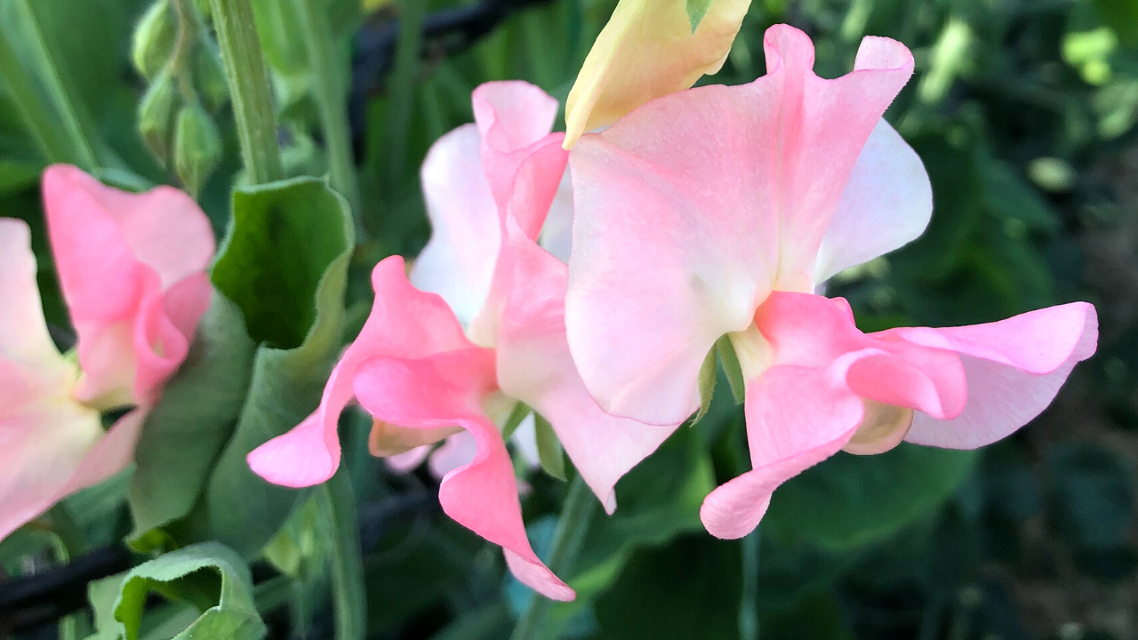 Japanese Flowers: Sweet Pea